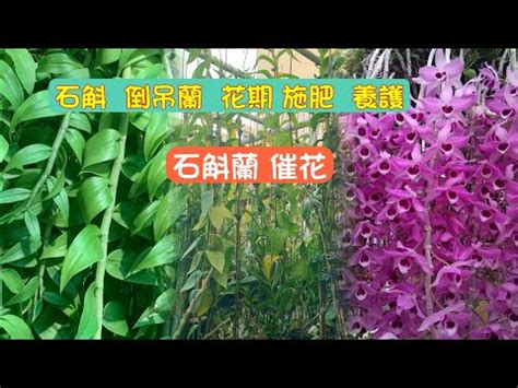 倒吊蘭種植|【倒吊蘭種植】必看！倒吊蘭種植教學：從育種到開花。